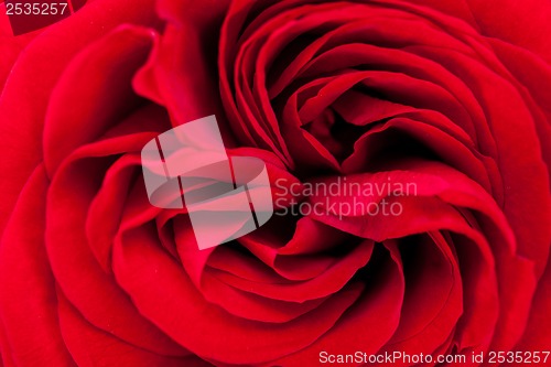 Image of Beautiful fragrant red rose for Love