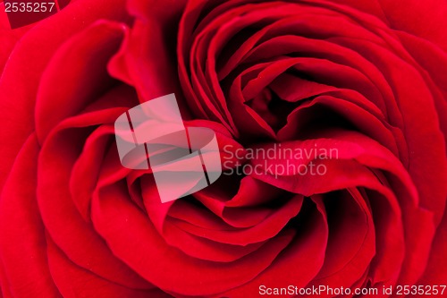 Image of Beautiful fragrant red rose for Love