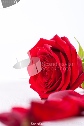 Image of beautiful red rose on white bachground