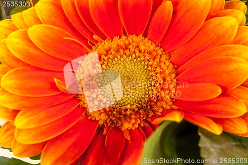 Image of Vivid orange gerbera daisy in a bouquet