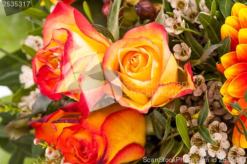 Image of Background of vivid orange roses