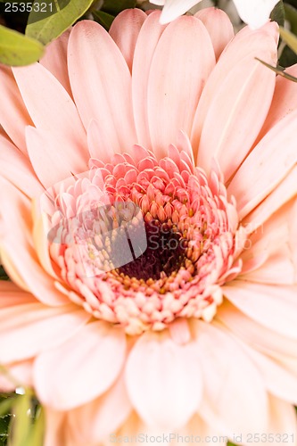 Image of Bouquet of fresh pink and white flowers