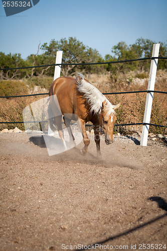 Image of beautiful blond cruzado horse outside horse ranch field