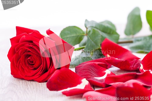 Image of beautiful red rose on white bachground