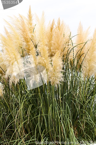 Image of feathery grass background outdoor 