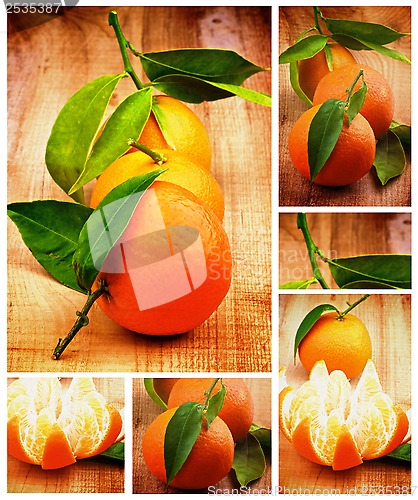 Image of Collection of Tangerine