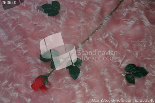 Image of Rose on pink