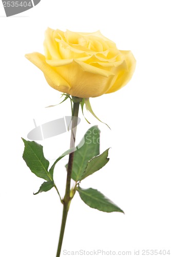 Image of beautiful yellow rose