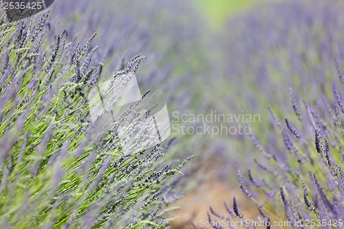 Image of blooming lavender