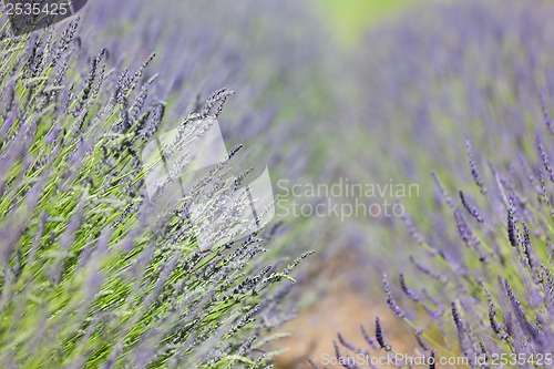 Image of blooming lavender