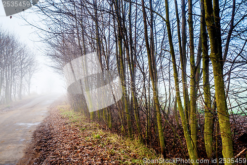 Image of Country road through rich deciduous forest