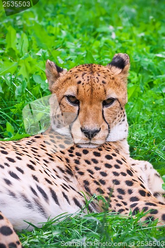 Image of Cheetah