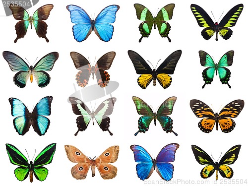 Image of Tropical butterflies