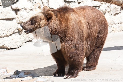 Image of Bear