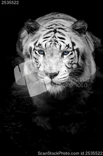 Image of White Tiger