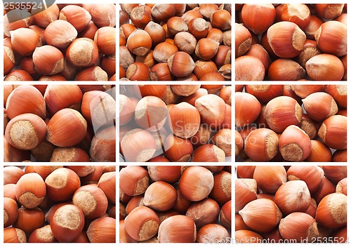 Image of Hazelnuts or filbert nuts