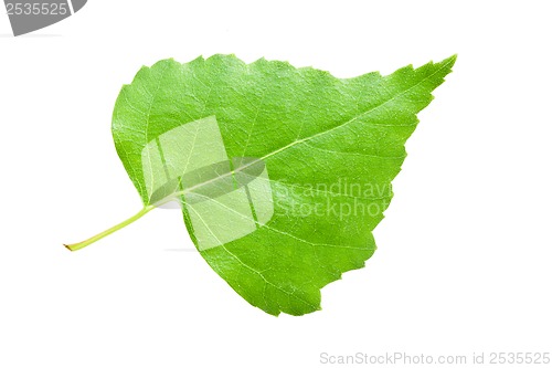 Image of Green leaf