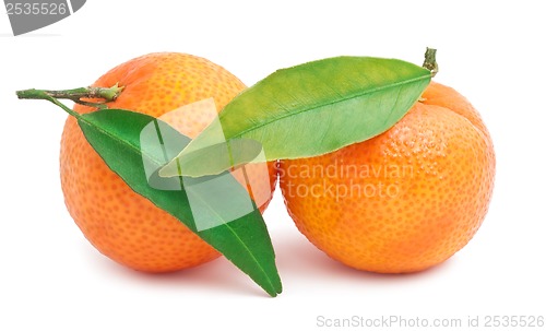 Image of Tangerines