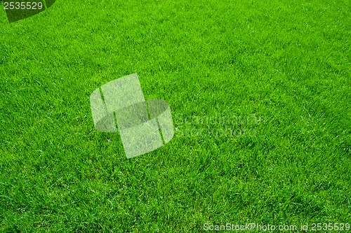 Image of Green grass