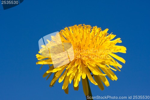 Image of Dandelion