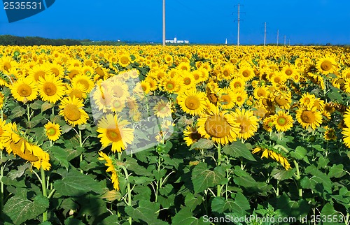 Image of Sunflowers