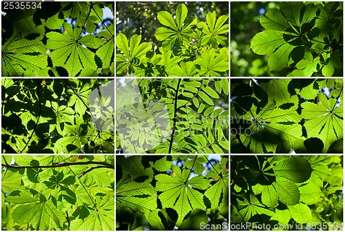 Image of Leaves background