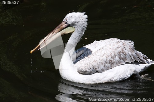 Image of Pelican