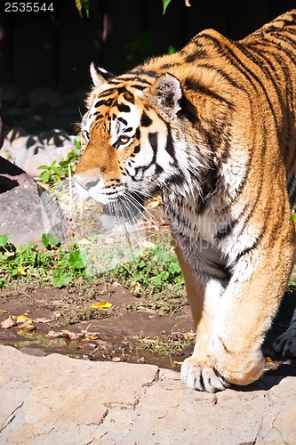 Image of Tiger