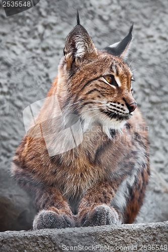 Image of Lynx