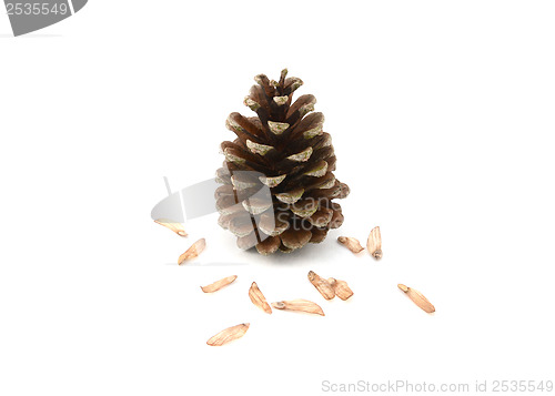 Image of Pine cone surrounded by seeds