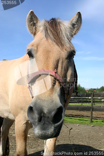 Image of Norwegian Fjord horse says hi