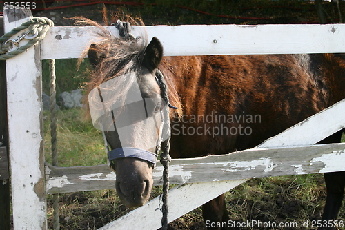 Image of Shetland pony looking through fence