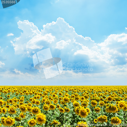 Image of cloudy sky and sunflowers field