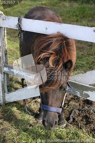 Image of Shetland pony looking through fence