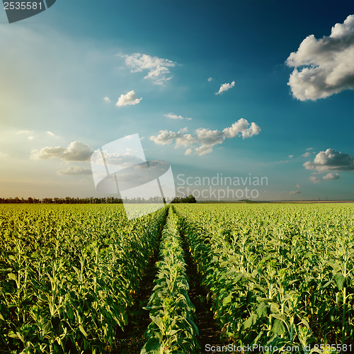 Image of cloudy sunset over green field with sunflowers