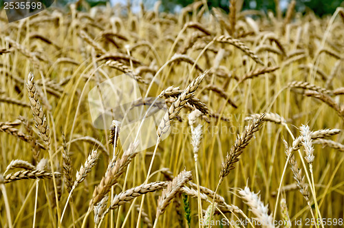 Image of Spikelets of wheat against the background of a wheat field