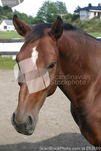 Image of Horse portrait