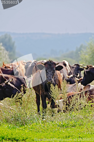 Image of Herd of cattle in the meadow