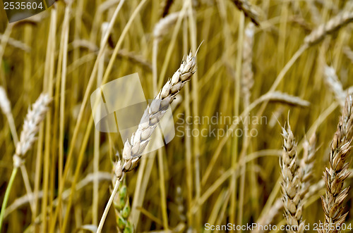 Image of Ear of wheat in a wheat field