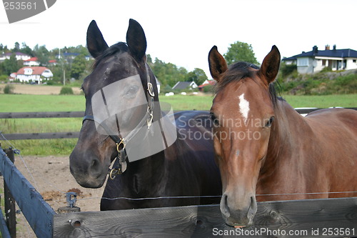 Image of Two horses in paddock