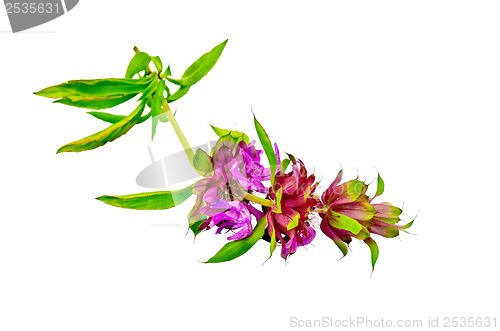 Image of Bergamot with pink flowers