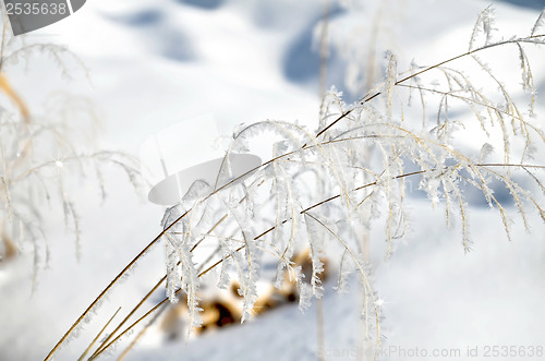 Image of Hoarfrost on branches of herbs