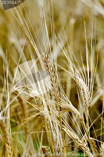 Image of Rye spike on field background