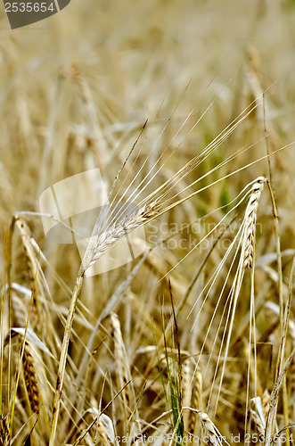 Image of Rye spike against the yellow field