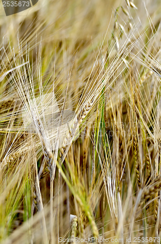 Image of Rye spikelets on the background of a yellow field