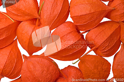 Image of Physalis.