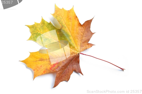 Image of Autun Leaf