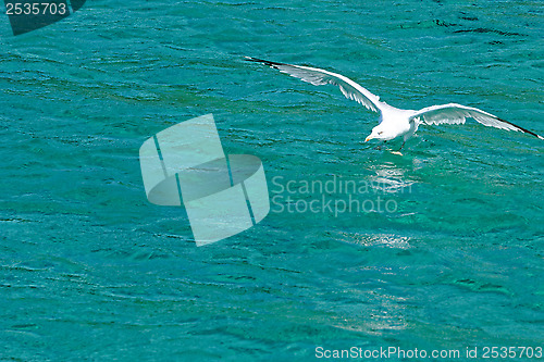Image of white seagull flying 