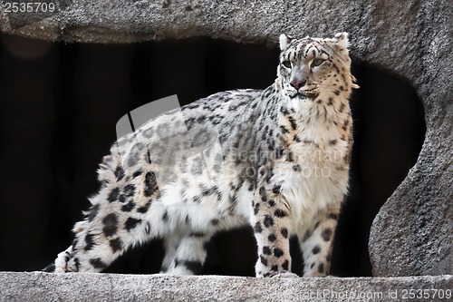 Image of Snow Leopard