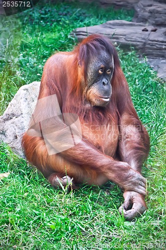 Image of Orangutan